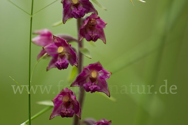 Braunrote Sitter (Epipactis atrorubens)