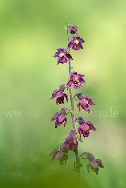 Braunrote Sitter (Epipactis atrorubens)