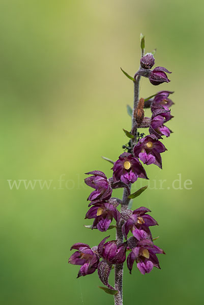 Braunrote Sitter (Epipactis atrorubens)