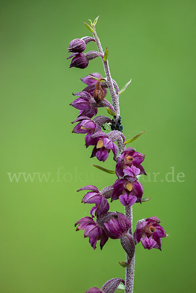 Braunrote Sitter (Epipactis atrorubens)