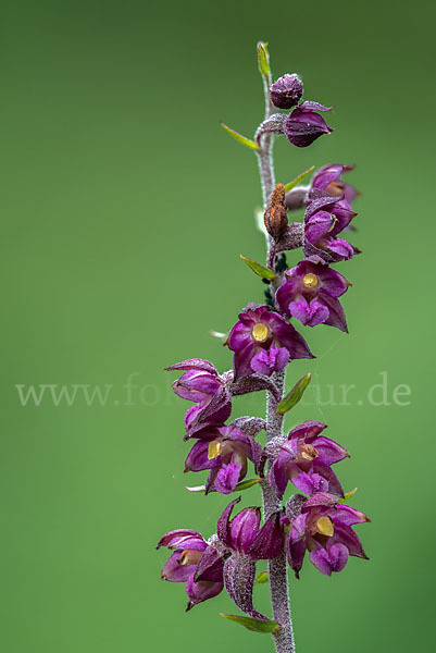 Braunrote Sitter (Epipactis atrorubens)