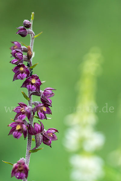 Braunrote Sitter (Epipactis atrorubens)