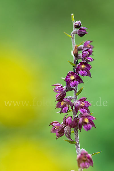 Braunrote Sitter (Epipactis atrorubens)