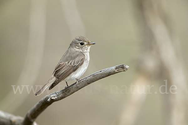 Braunschnäpper (Muscicapa dauurica)