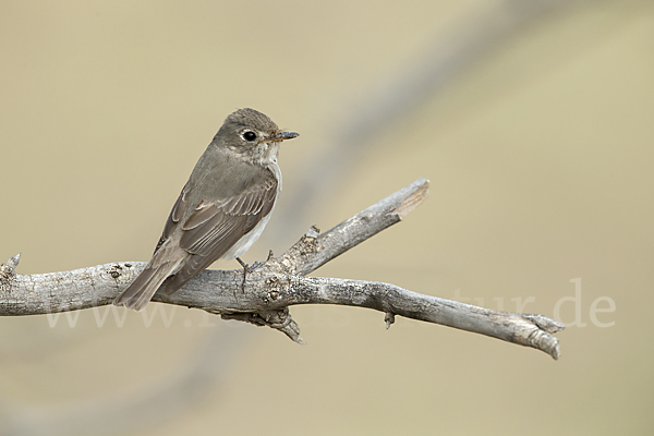 Braunschnäpper (Muscicapa dauurica)