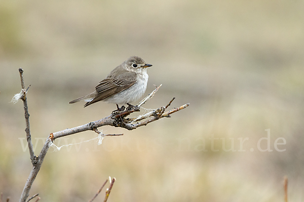 Braunschnäpper (Muscicapa dauurica)