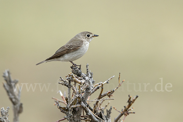 Braunschnäpper (Muscicapa dauurica)