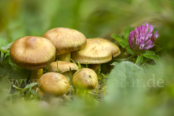 Braunstreifiger Risspilz (Inocybe fuscidula)