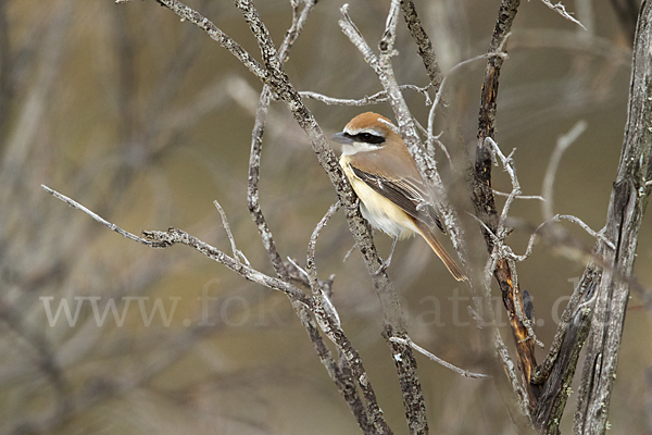 Braunwürger (Lanius cristatus)