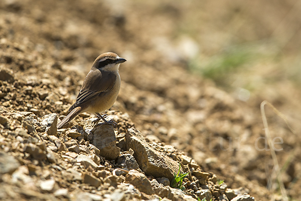 Braunwürger (Lanius cristatus)