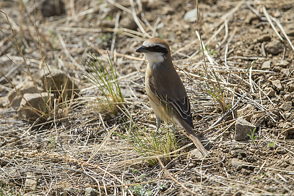 Braunwürger (Lanius cristatus)