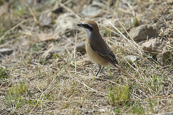 Braunwürger (Lanius cristatus)