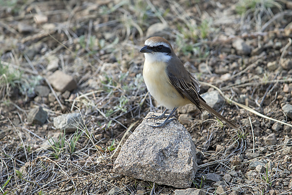 Braunwürger (Lanius cristatus)