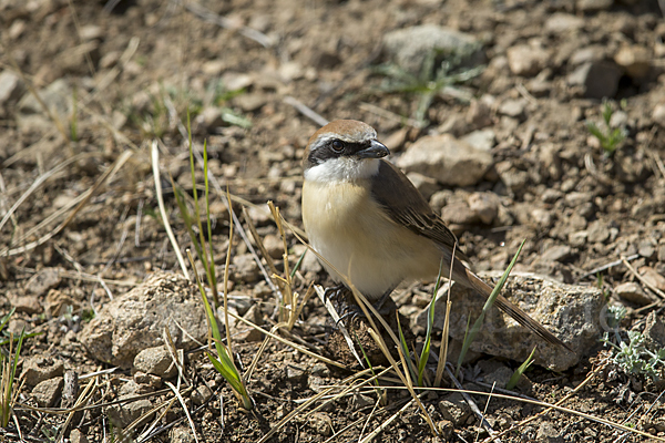 Braunwürger (Lanius cristatus)