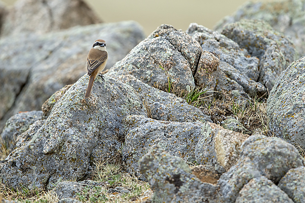 Braunwürger (Lanius cristatus)