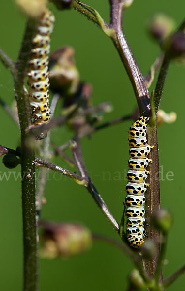 Braunwurz-Mönch (Shargacucullia scrophularia)