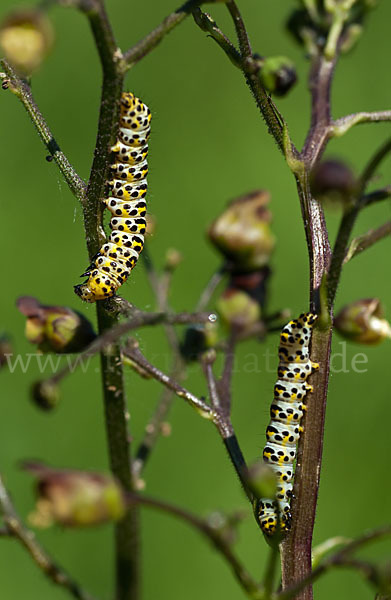 Braunwurz-Mönch (Shargacucullia scrophularia)