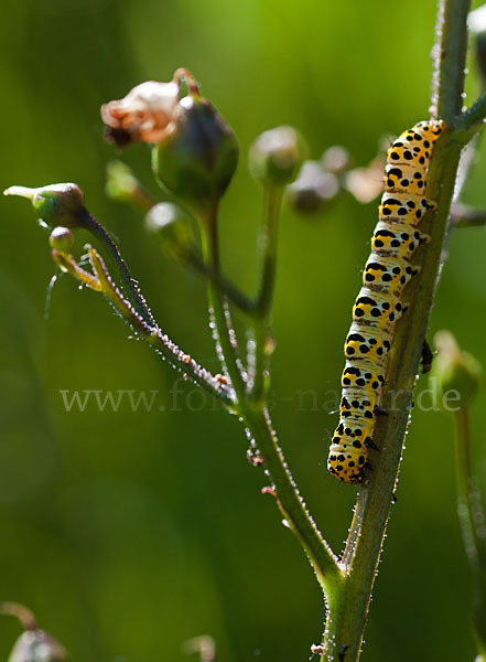 Braunwurz-Mönch (Shargacucullia scrophularia)