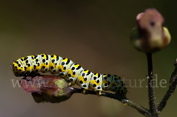 Braunwurz-Mönch (Shargacucullia scrophularia)