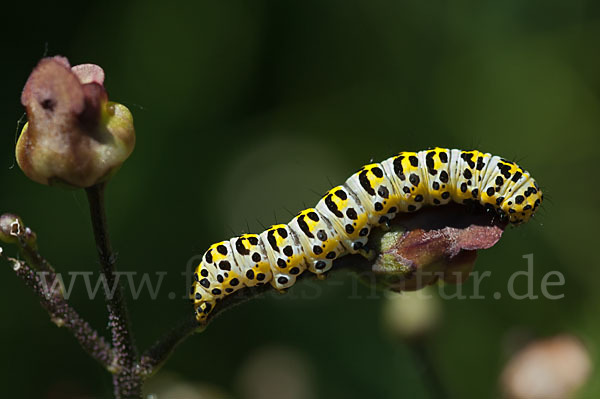 Braunwurz-Mönch (Shargacucullia scrophularia)