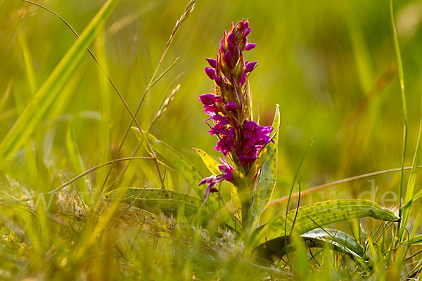 Breitblättrige Kuckucksblume (Dactylorhiza majalis)