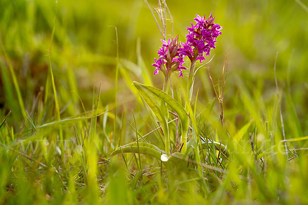 Breitblättrige Kuckucksblume (Dactylorhiza majalis)