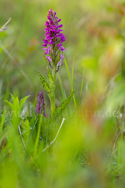 Breitblättrige Kuckucksblume (Dactylorhiza majalis)