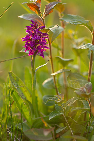 Breitblättrige Kuckucksblume (Dactylorhiza majalis)