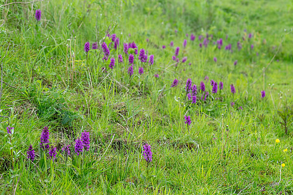 Breitblättrige Kuckucksblume (Dactylorhiza majalis)