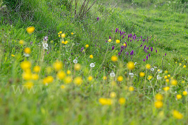 Breitblättrige Kuckucksblume (Dactylorhiza majalis)