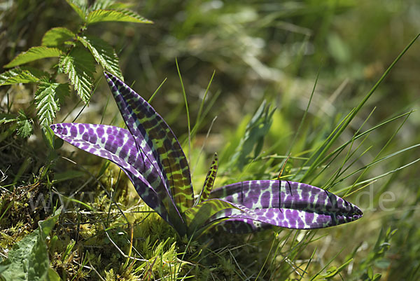 Breitblättrige Kuckucksblume (Dactylorhiza majalis)