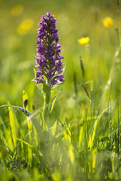 Breitblättrige Kuckucksblume (Dactylorhiza majalis)