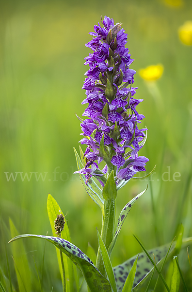 Breitblättrige Kuckucksblume (Dactylorhiza majalis)