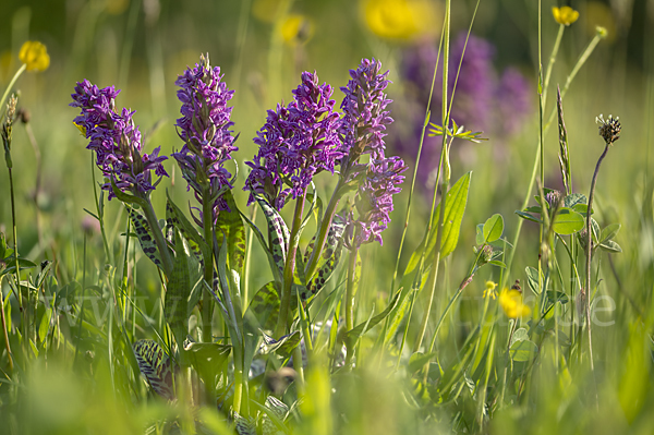 Breitblättrige Kuckucksblume (Dactylorhiza majalis)