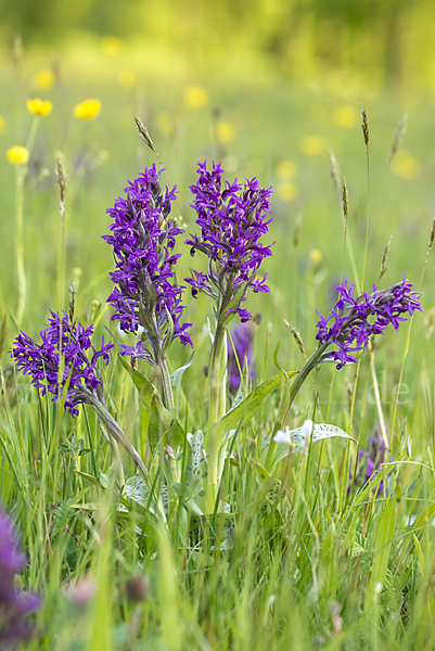 Breitblättrige Kuckucksblume (Dactylorhiza majalis)