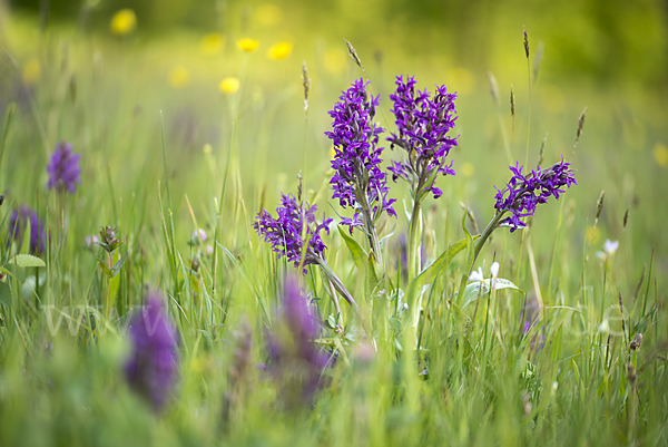 Breitblättrige Kuckucksblume (Dactylorhiza majalis)