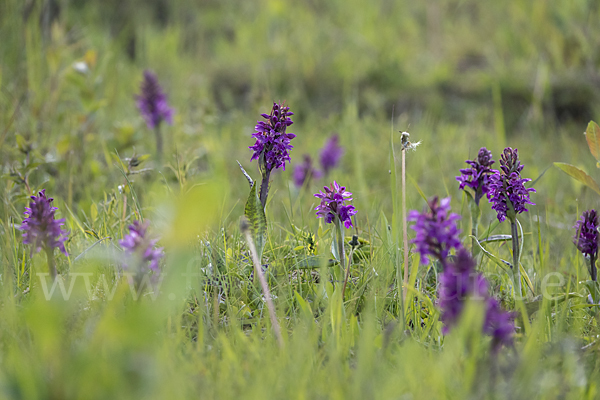 Breitblättrige Kuckucksblume (Dactylorhiza majalis)