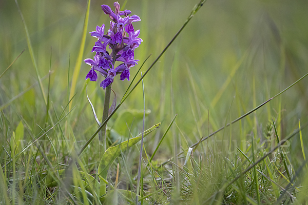 Breitblättrige Kuckucksblume (Dactylorhiza majalis)