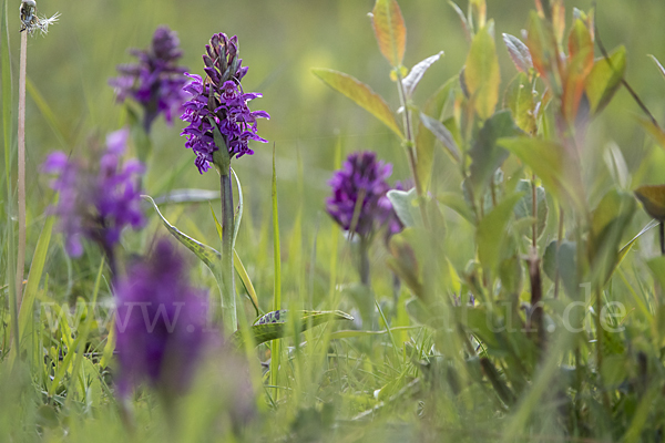 Breitblättrige Kuckucksblume (Dactylorhiza majalis)