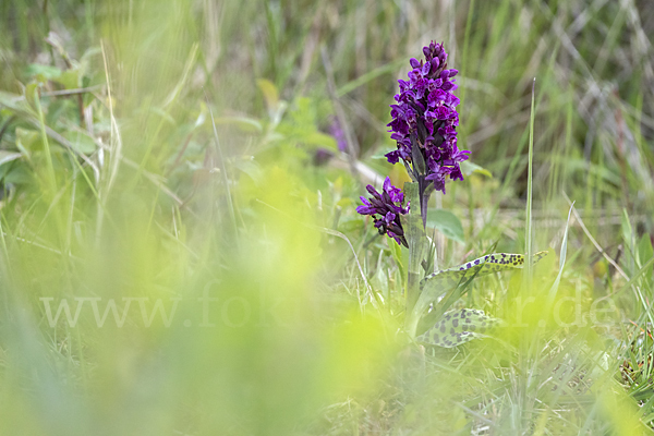 Breitblättrige Kuckucksblume (Dactylorhiza majalis)