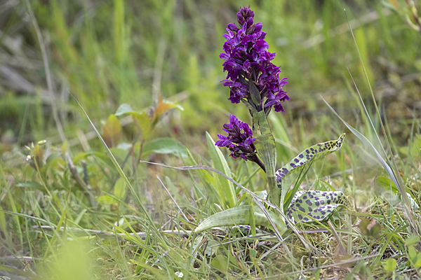 Breitblättrige Kuckucksblume (Dactylorhiza majalis)