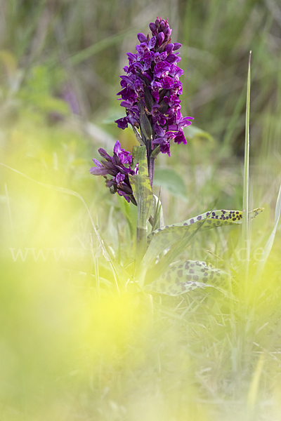 Breitblättrige Kuckucksblume (Dactylorhiza majalis)