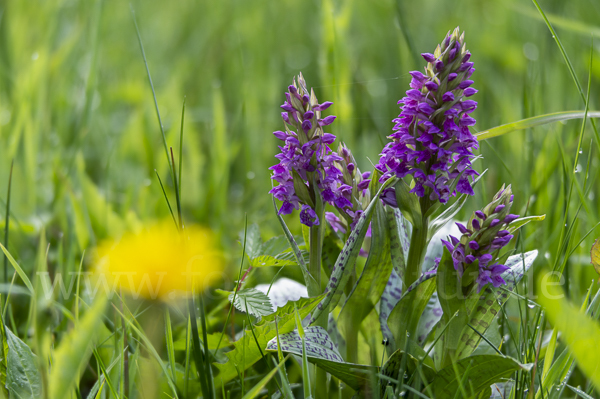 Breitblättrige Kuckucksblume (Dactylorhiza majalis)