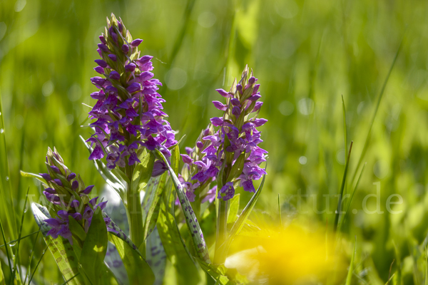 Breitblättrige Kuckucksblume (Dactylorhiza majalis)