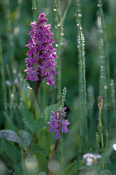 Breitblättrige Kuckucksblume (Dactylorhiza majalis)