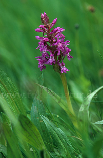 Breitblättrige Kuckucksblume (Dactylorhiza majalis)