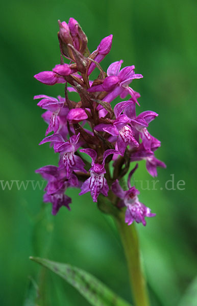 Breitblättrige Kuckucksblume (Dactylorhiza majalis)