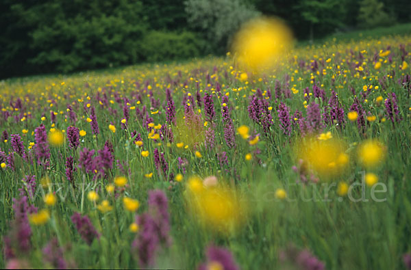 Breitblättrige Kuckucksblume (Dactylorhiza majalis)