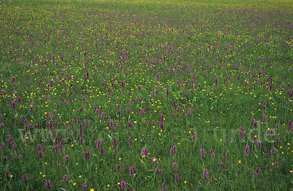 Breitblättrige Kuckucksblume (Dactylorhiza majalis)