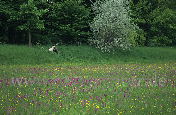 Breitblättrige Kuckucksblume (Dactylorhiza majalis)